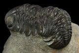 Bargain, Austerops Trilobite - Visible Eye Facets #120070-3